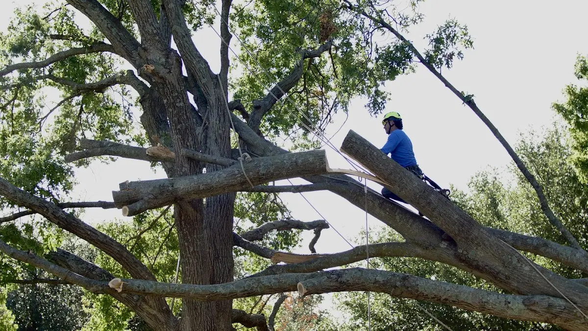 Professional Hazardous Tree Removal performed by certified arborists in Tillar